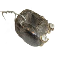 EATON CORPORATION 9-576-51